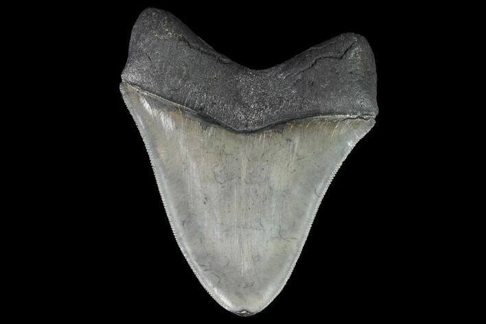 Serrated, Fossil Megalodon Tooth - Georgia #95549